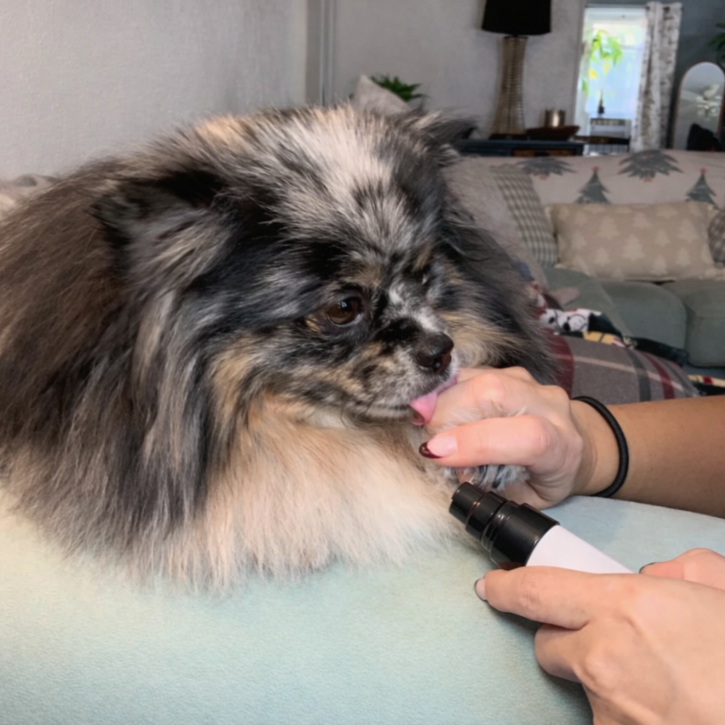 Lima Silenciosa para Perros